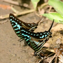 Graphium policenes