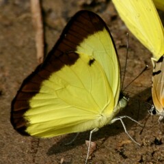 Pierinae