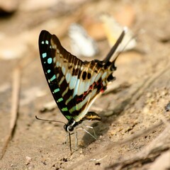 Graphium policenes