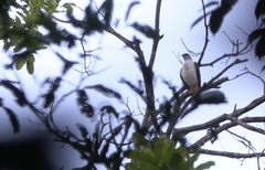 Leucopternis melanops