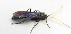 Ichneumon centrator