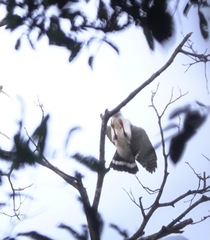 Leucopternis melanops