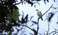 Leucopternis melanops