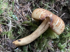 Russula senecis