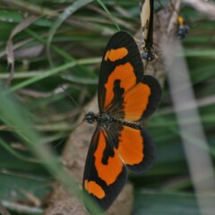 Acraea bonasia