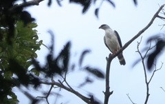 Leucopternis melanops
