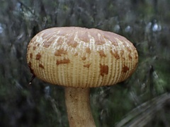 Russula senecis