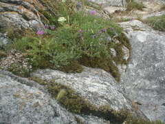 Selaginella sanguinolenta
