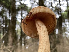 Russula senecis