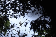 Leucopternis melanops