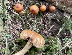 Russula senecis