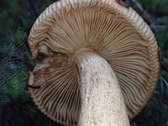 Russula senecis