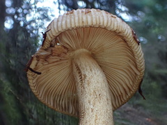Russula senecis