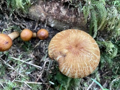 Russula senecis