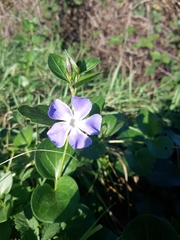 Vinca major