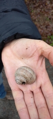 Helix pomatia