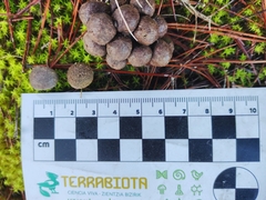 Vertebrata