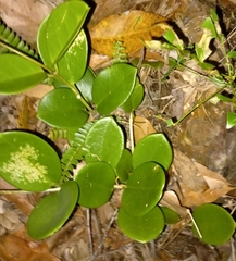 Hoya australis