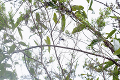 Petalura litorea
