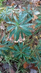 Euphorbia amygdaloides