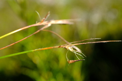 Anthochortus crinalis