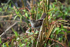 Knipolegus cyanirostris