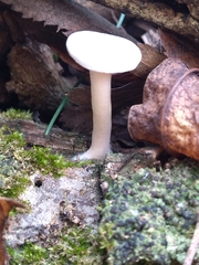 Clitocybe truncicola