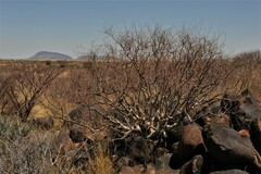 Commiphora virgata