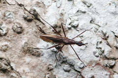 Neriidae