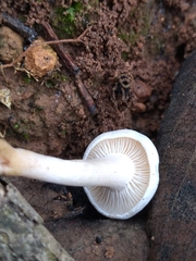 Clitocybe truncicola
