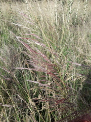 Stipa