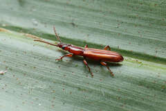 Brentidae