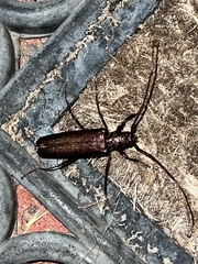 Xystrocera virescens