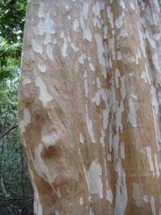 Lagerstroemia duperreana