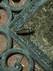 Xystrocera virescens