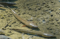 Channa striata
