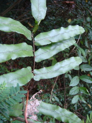 Lygodium salicifolium
