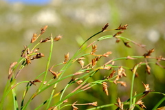 Platycaulos subcompressus