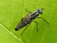 Therevinae