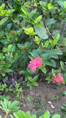 Ixora coccinea