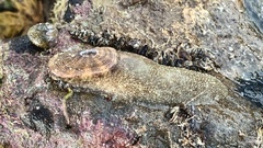 Amblychilepas oblonga