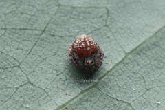 Eriovixia