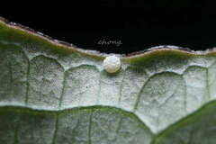 Heliophorus epicles