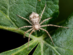 Rhysodromus pictus