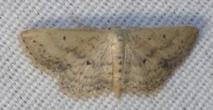 Scopula aemulata