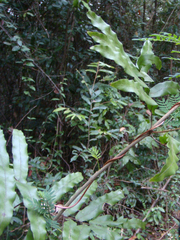 Lygodium salicifolium