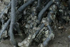 Saccostrea glomerata