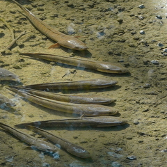 Channa striata
