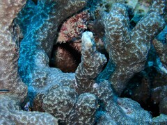 Porites nigrescens