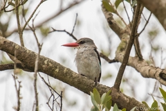 Halcyon senegaloides senegaloides